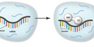 A New Way to ID Targets of RNA-Binding Proteins