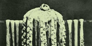 First Photo of Intact Giant Squid, 1874