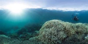 Changing Oceans Breed Disease