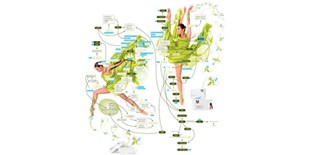 LabQuiz: Get Your Assays Moving: Exercise Myths Debunked by Immunodetection