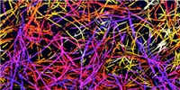 Next Generation: Nanotube Scaffolds Reconnect Spinal Neurons