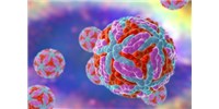 image: Zika Virus Recombinant Antigens & Antibodies