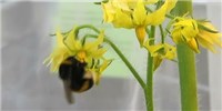 image: Bumblebees Pick Infected Tomato Plants