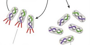 Promoting Protein Partnerships