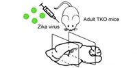 image: Zika Infects Adults Neural Progenitors Too