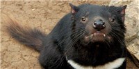 Tasmanian Devils Developing Resistance to Transmissible Cancer