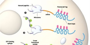 How to Track Translation in Living Cells