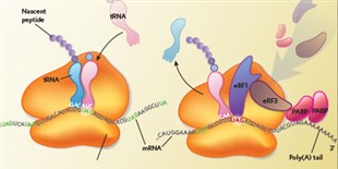 image: Ciliates Are Genetic-Code Deviants