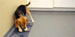 Genes Linked to Dogs’ Sociability with People
