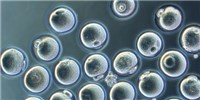 image: From Stem Cell to Oocyte In a Dish