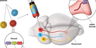 Neural Connectome Method Uses mRNA Barcodes