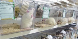 Assessing the Behavior of Lab Animals