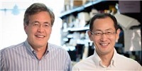 Studying “Stone Man Syndrome,” Scientists Inadvertently Improve Cellular Reprogramming image: Studying “Stone Man Syndrome,” Scientists Inadvertently Improve Cellular Reprogramming