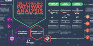 Exploring Uncharted Interactions from Cell Signaling Pathway Analysis