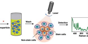 Using Raman Spectroscopy to Identify Cell Types