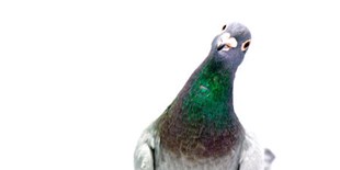 Slideshow: Nerdy Birdies