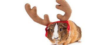 LabQuiz: Let it Snow!