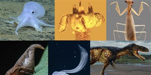 Slideshow: New Species of 2016