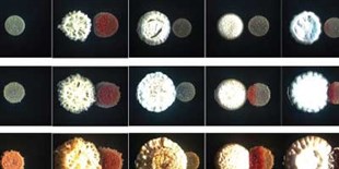 Discovering Novel Antibiotics