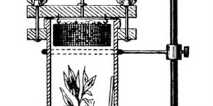 19th Century Experiments Explained How Trees Lift Water