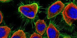 LabQuiz: Organelle Challenge