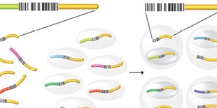 Massively Parallel Perturbations