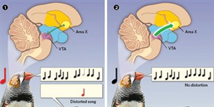 Neural Activity Reflects a Bird’s Perception of How Well It Sings