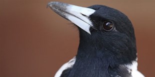 Birds May Make Music, But They Lack Rhythm