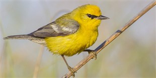 Opinion: Birds of a Feather?