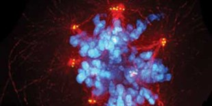 Extra Centrosomes Can Drive Tumor Formation in Mice