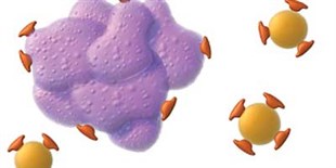 Targeting Tregs Halts Cancer’s Immune Helpers