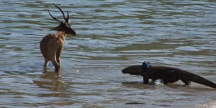 Will Komodo Dragons Yield the Next Blockbuster Antibiotic?