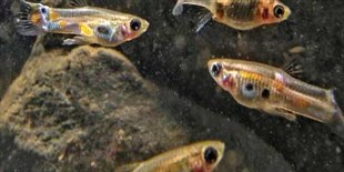 Evolution’s Quick Pace Affects Ecosystem Dynamics