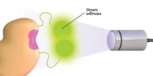 Phosphorylation at the Flick of a Switch