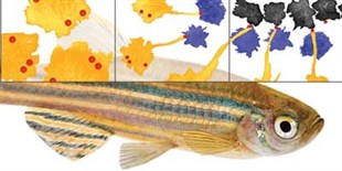Infographic: How the Zebrafish Got Its Stripes