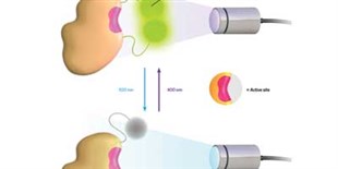 Infographic: Enzymes Controlled by Light