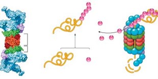 Infographic: Proteasome Basics