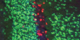 Long-Term Memory Storage Begins Immediately