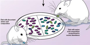 Genes’ Composition Guides More-Optimal Diets