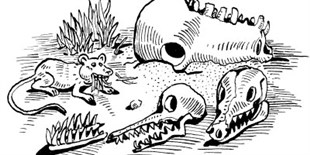 Mammalian Jaws Evolved to Chew Sideways