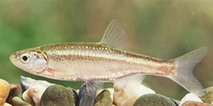 Male Fish Borrows Egg to Clone Itself