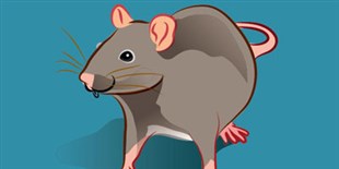 Infographic: A Body Without Food