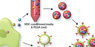 Infographic: How to Make an Artificial Stem Cell