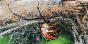 Opinion: Address Taxonomic Skew