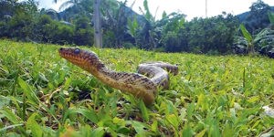 Snake Secrets
