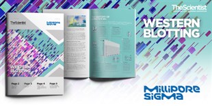 eBook: A Crash Course on Western Blotting