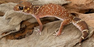 Image of the Day: Dog, Squirrel, or Gecko?