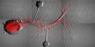 Memories Erased from Snail Neurons