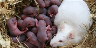 Anti-Preeclampsia Hormone Discovered