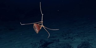 Image of the Day: Languid Jetsetter